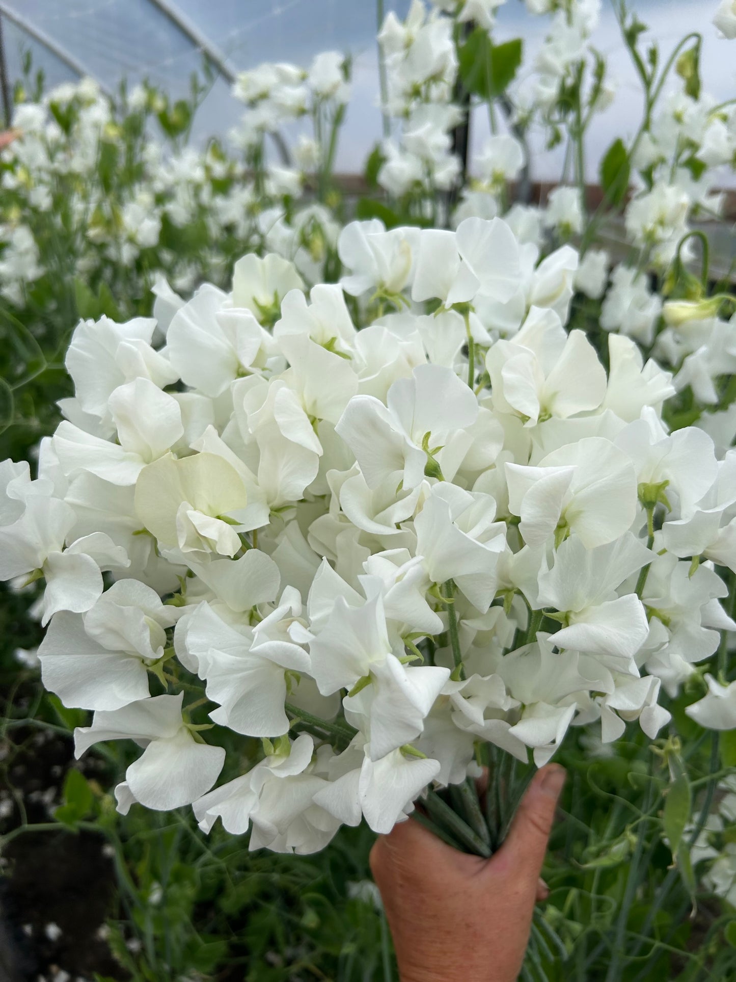Sweet Pea - Winter Sunshine White