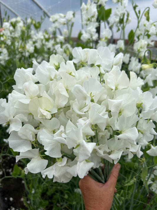 Sweet Pea - Winter Sunshine White