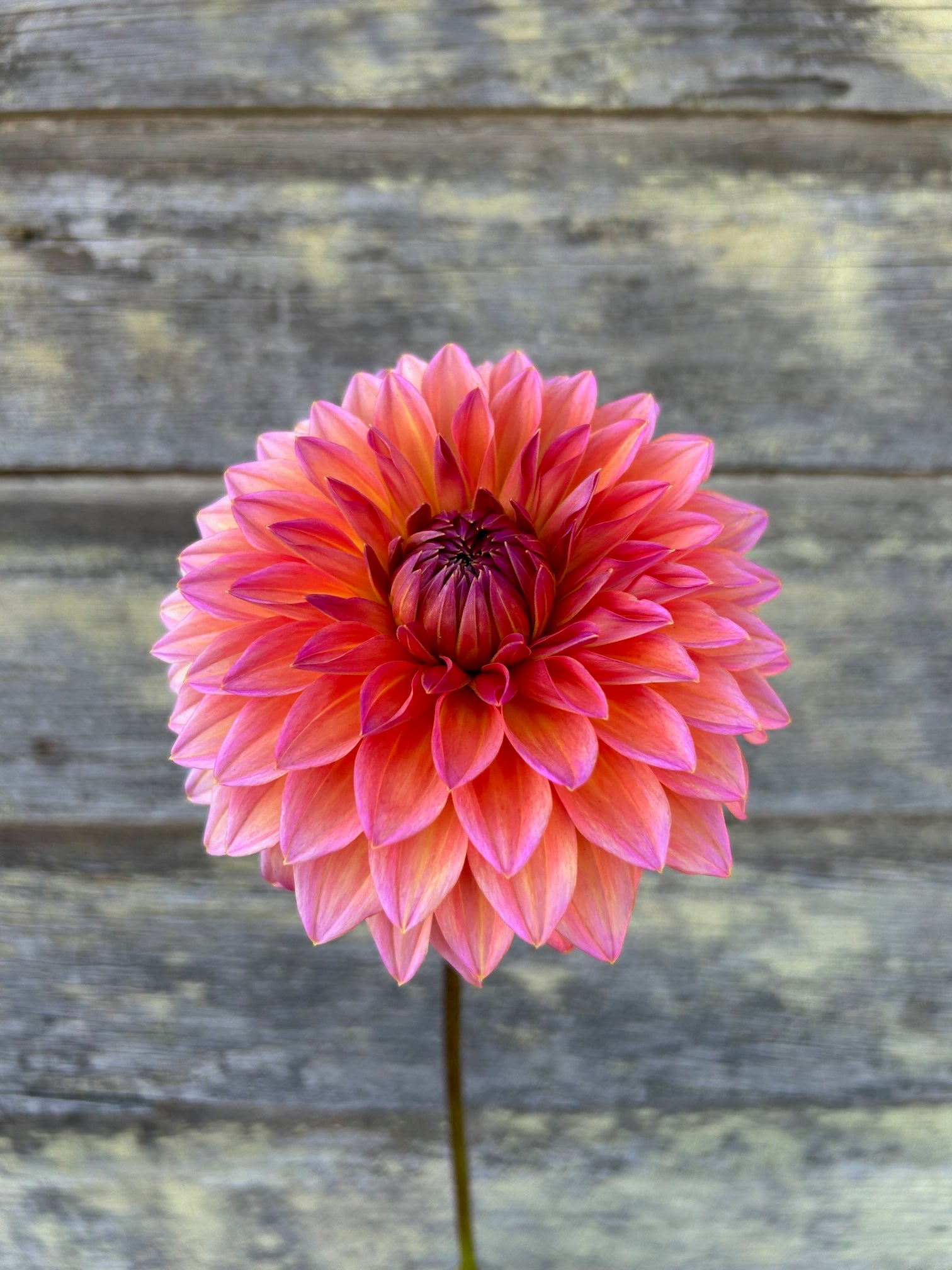 Hillcrest Kismet – The Farmhouse Flower Farm