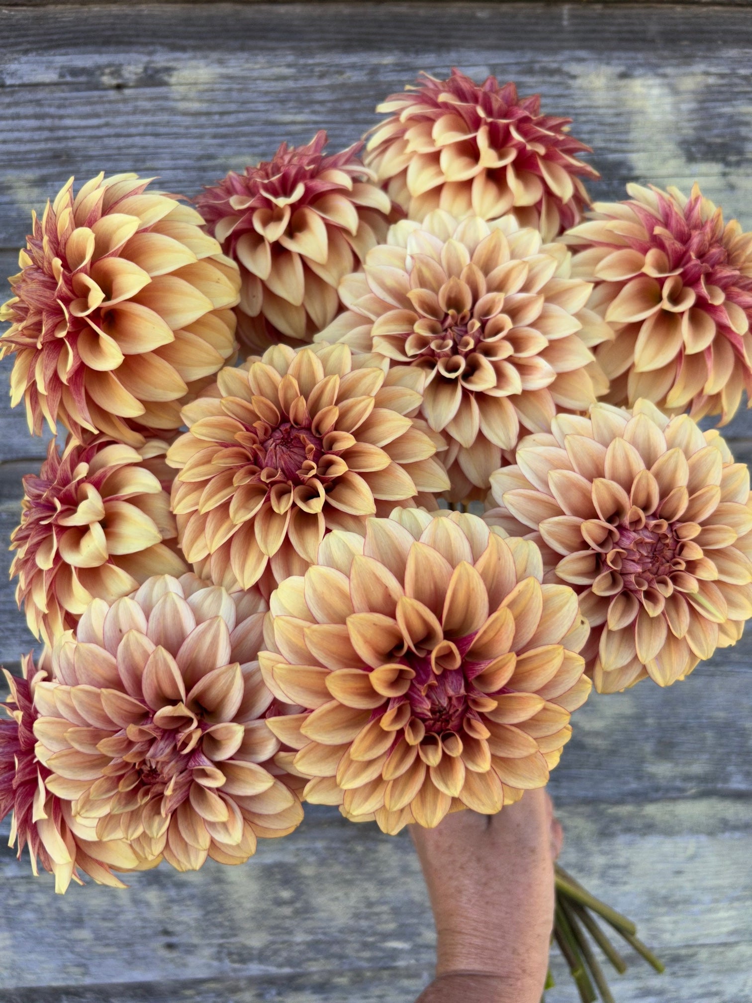 KA's® Creme Brulee - LIMIT 1 – The Farmhouse Flower Farm