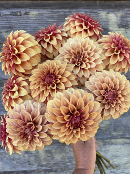 KA's® Creme Brulee - LIMIT 1