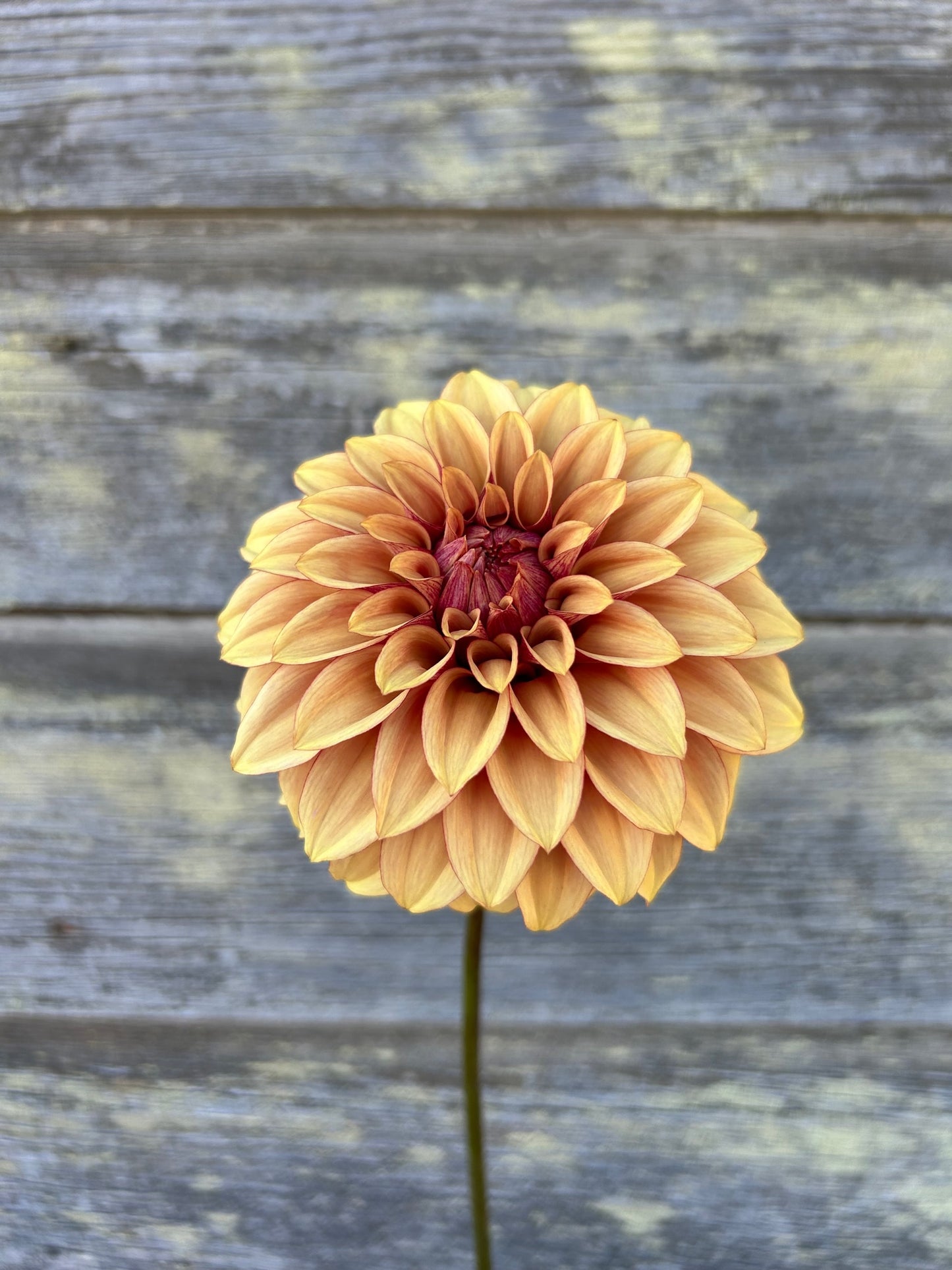 KA's® Creme Brulee - LIMIT 1