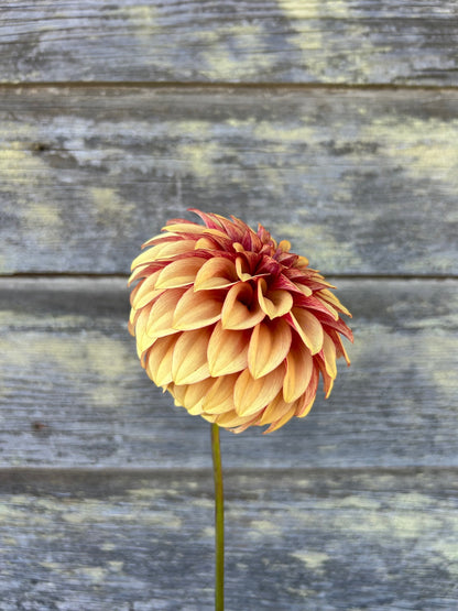 KA's® Creme Brulee - LIMIT 1