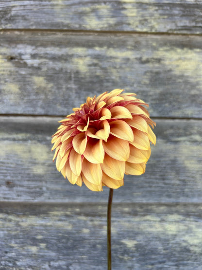 KA's® Creme Brulee - LIMIT 1