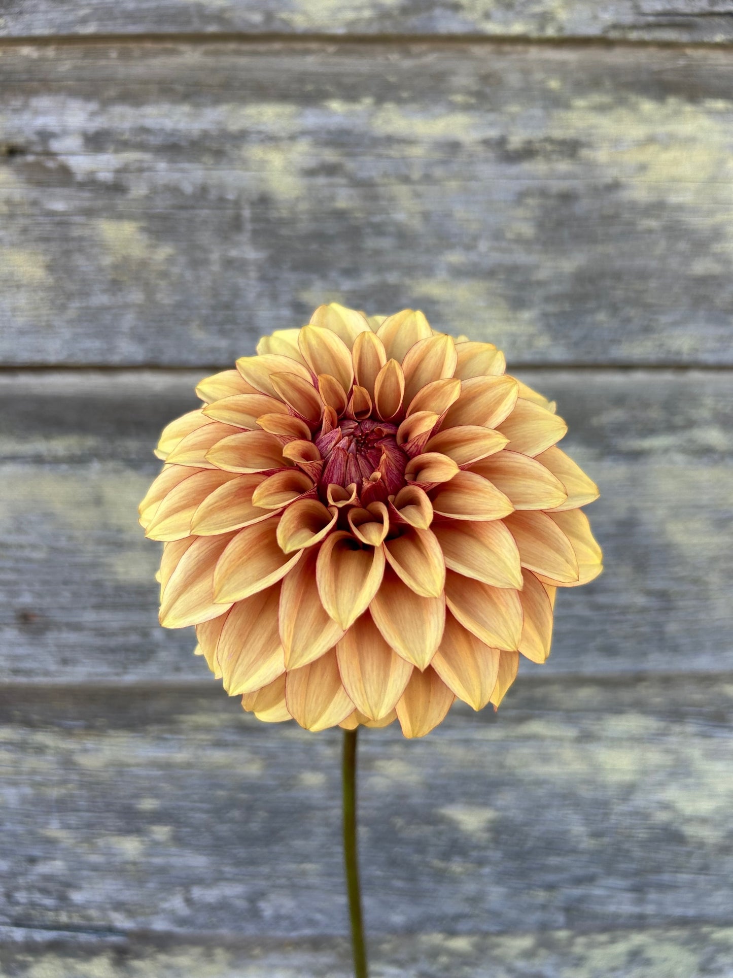 KA's® Creme Brulee - LIMIT 1