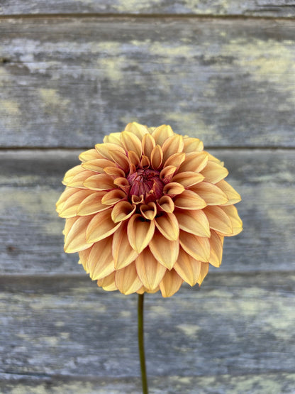 KA's® Creme Brulee - LIMIT 1