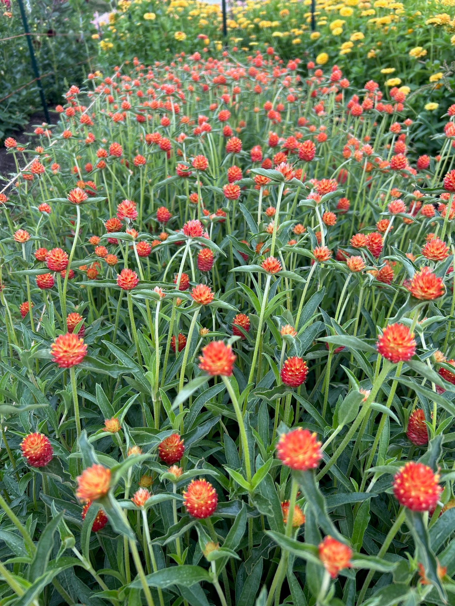 Gomphrena - QIS Orange – The Farmhouse Flower Farm