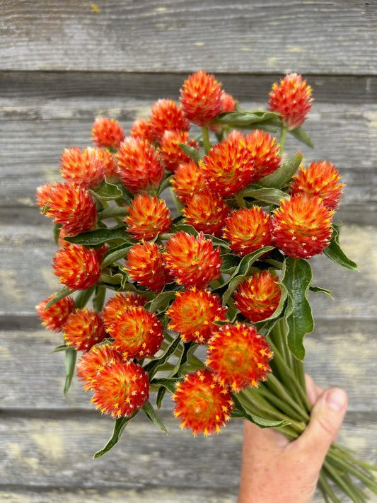 Gomphrena - QIS Orange