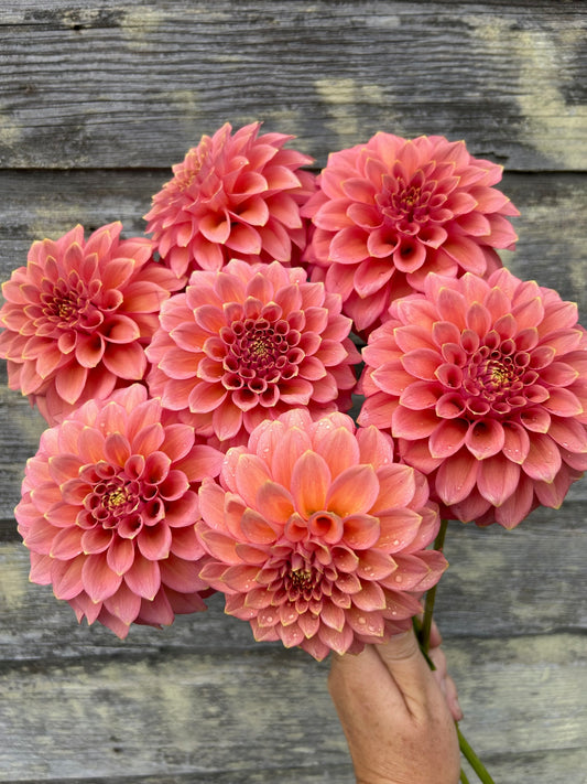 Peachy Parade - LIMIT 1