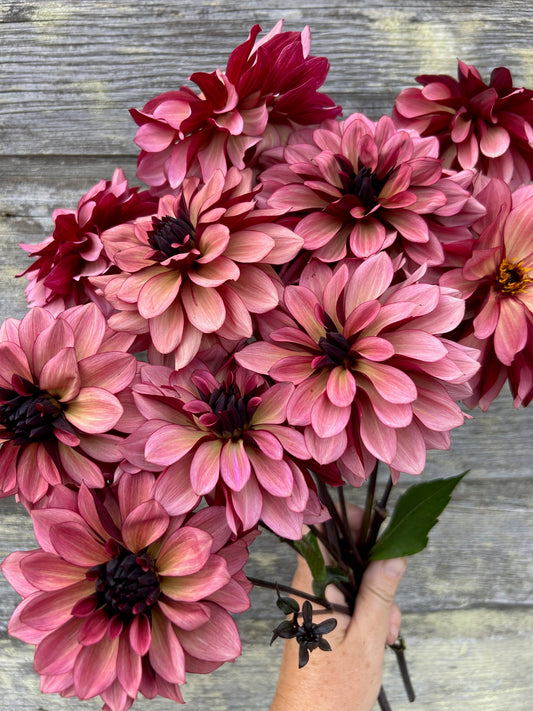 Night Silence - LIMIT 1