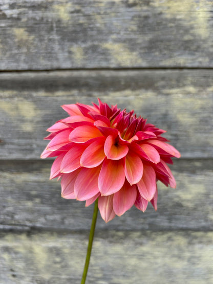 Antique Romance - LIMIT 1