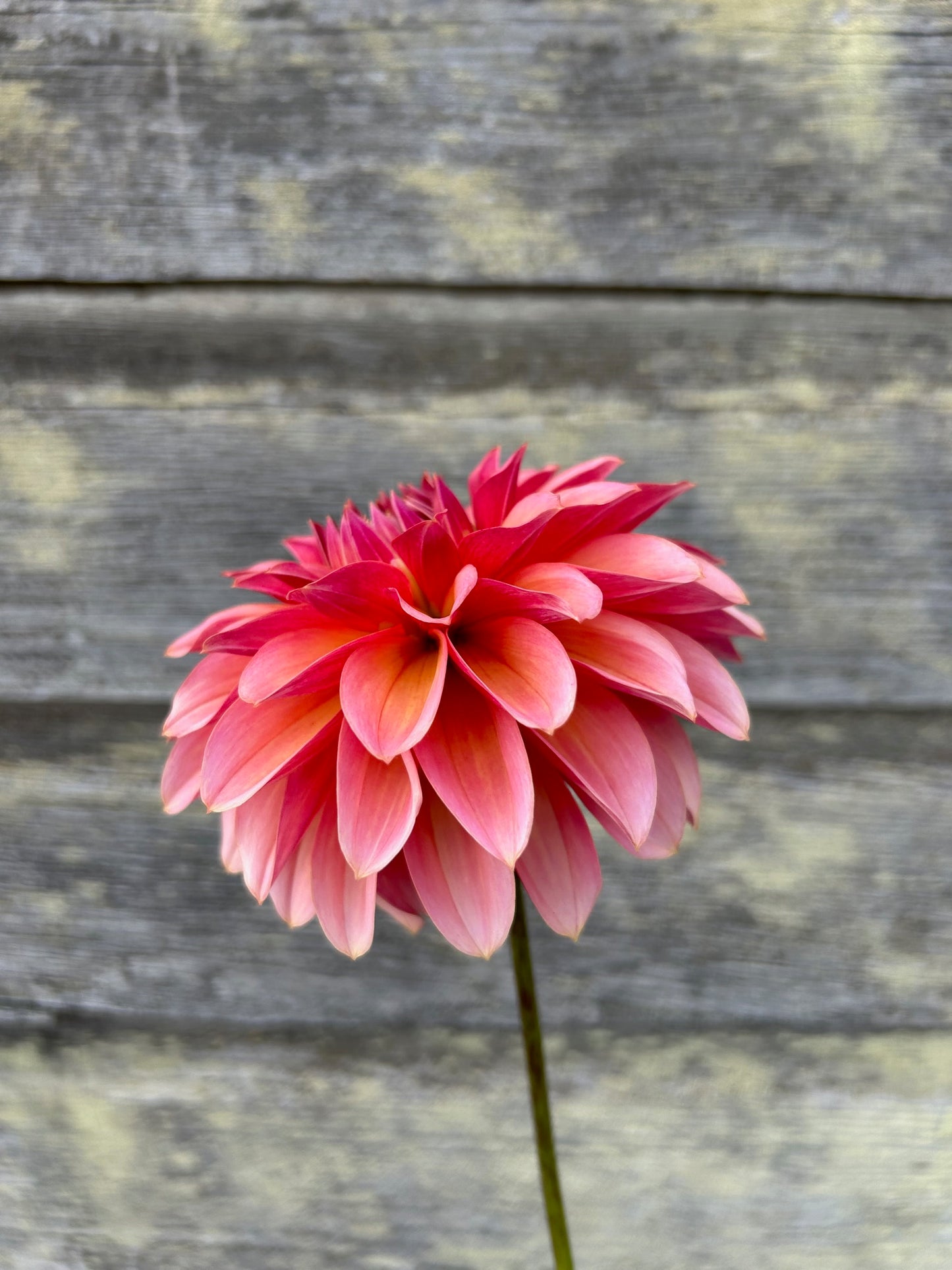 Antique Romance - LIMIT 1