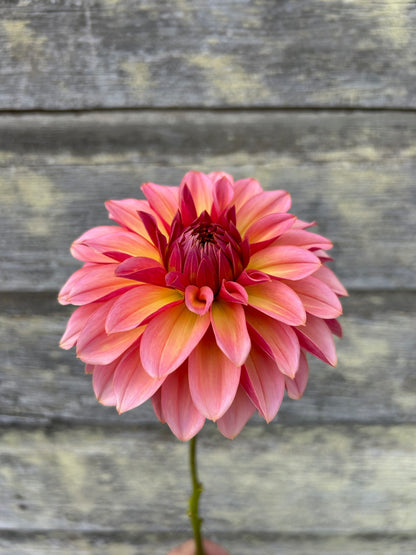 Antique Romance - LIMIT 1