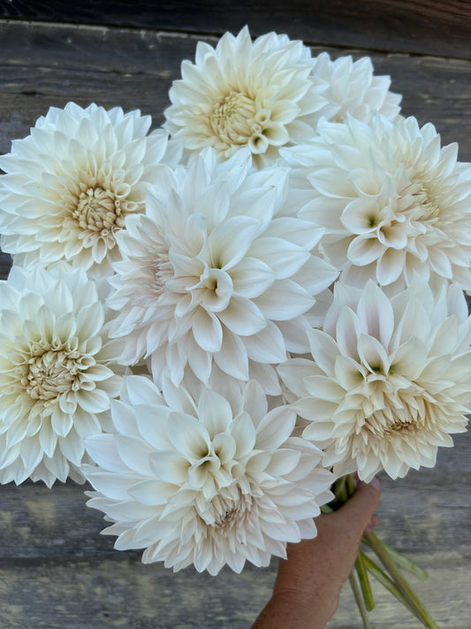 Marryn's Mamawo & Popo - LIMIT 1