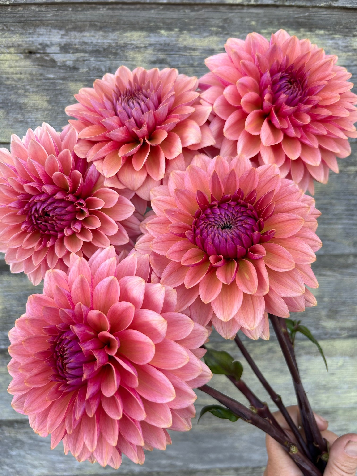 Sweet Sanne - LIMIT 1 – The Farmhouse Flower Farm