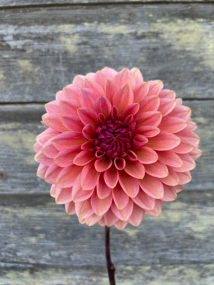 Sweet Sanne - LIMIT 1