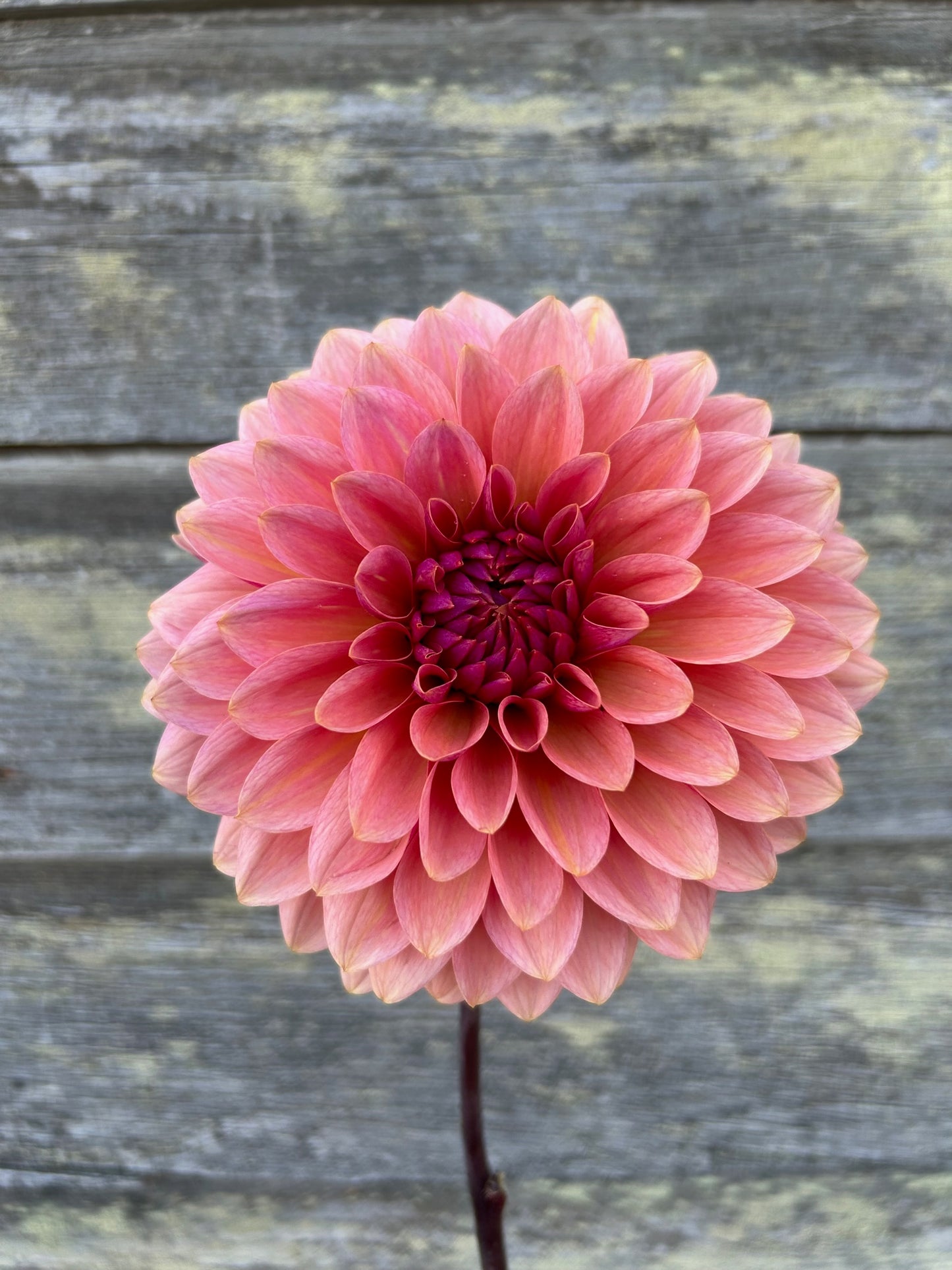 Sweet Sanne - LIMIT 1