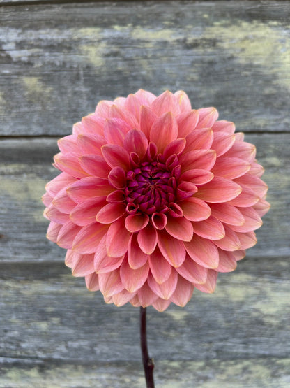 Sweet Sanne - LIMIT 1