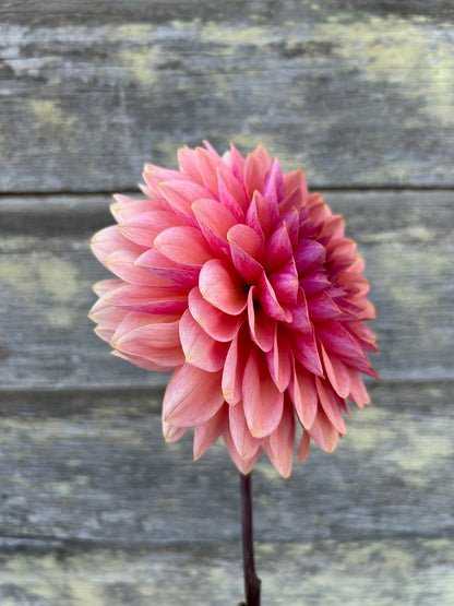 Sweet Sanne - LIMIT 1