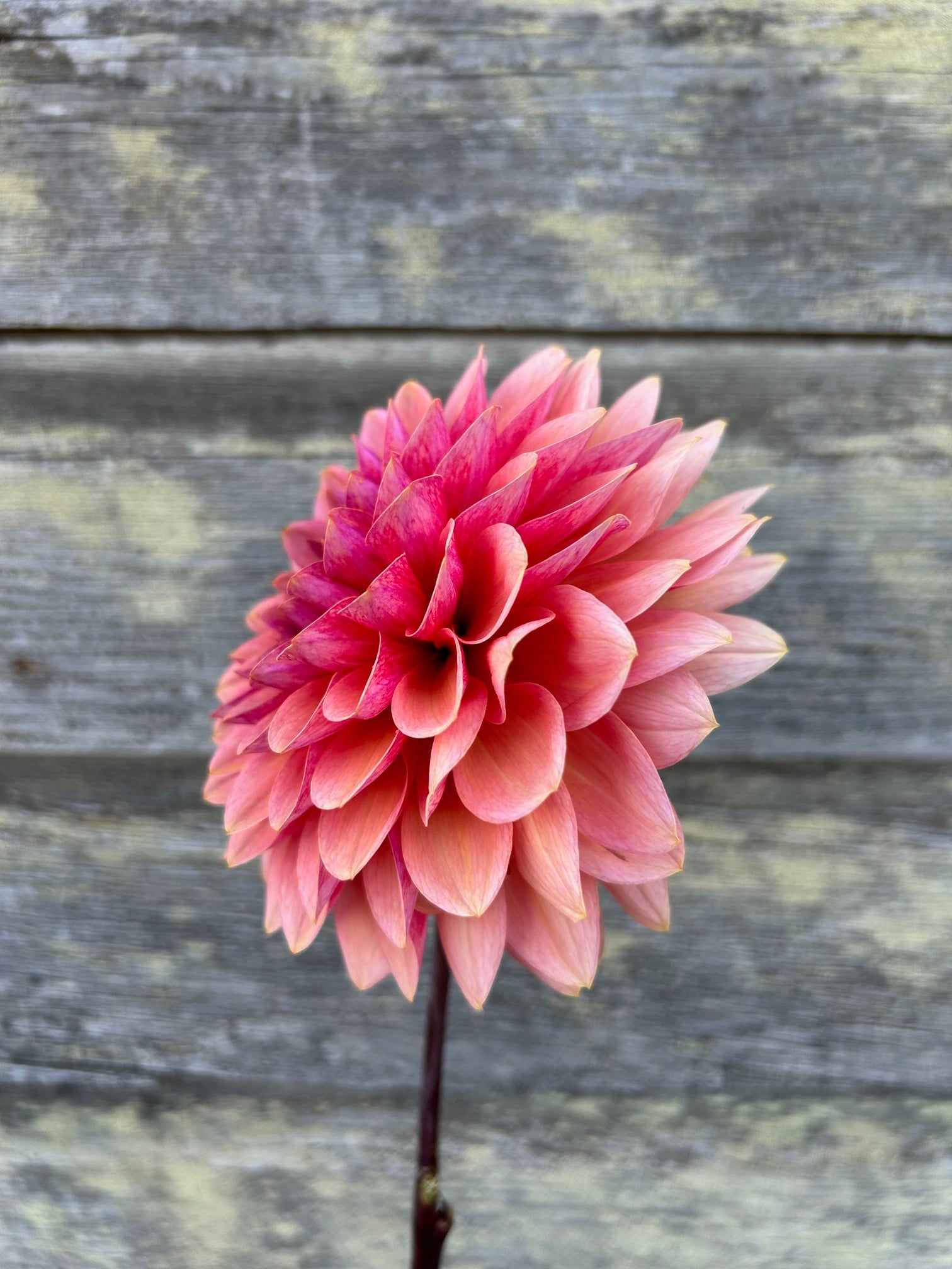Sweet Sanne - LIMIT 1 – The Farmhouse Flower Farm