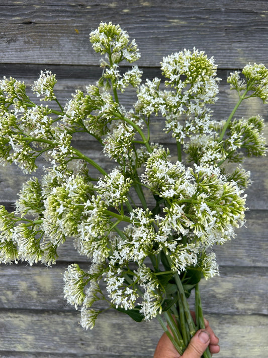 Valerian - White Snowcloud