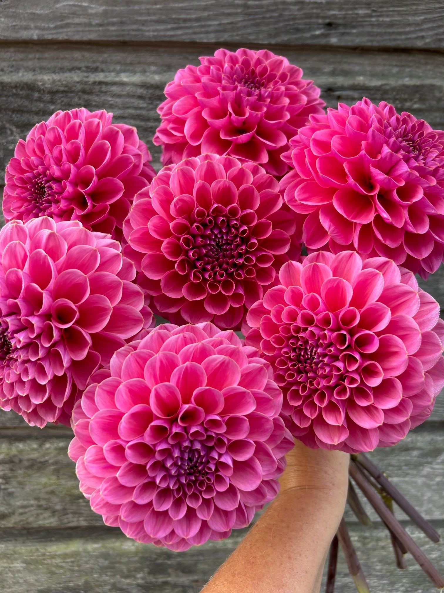flower Mps. Breathless 'Hilo Galaxy' JC/AOS - Divisions (Mps. Pink Lady x