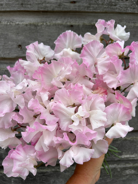 Sweet Pea - Deborah Devonshire