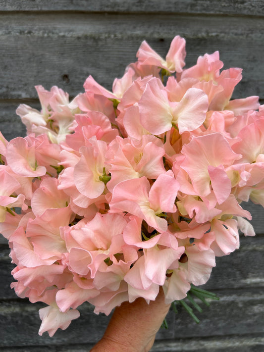 Sweet Pea - Castlewellan