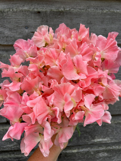 Sweet Pea - Yvette Ann