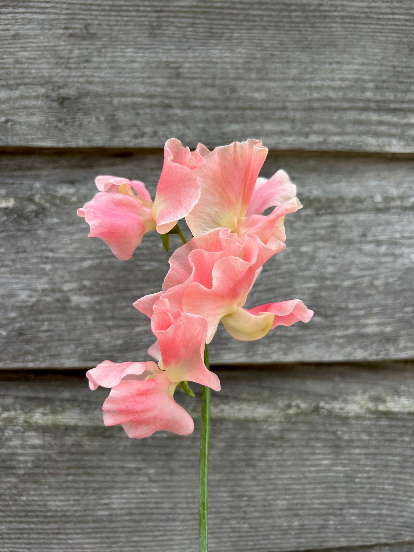 Sweet Pea - Yvette Ann