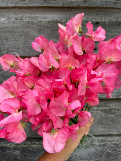 Sweet Pea - Mammoth Salmon Cream