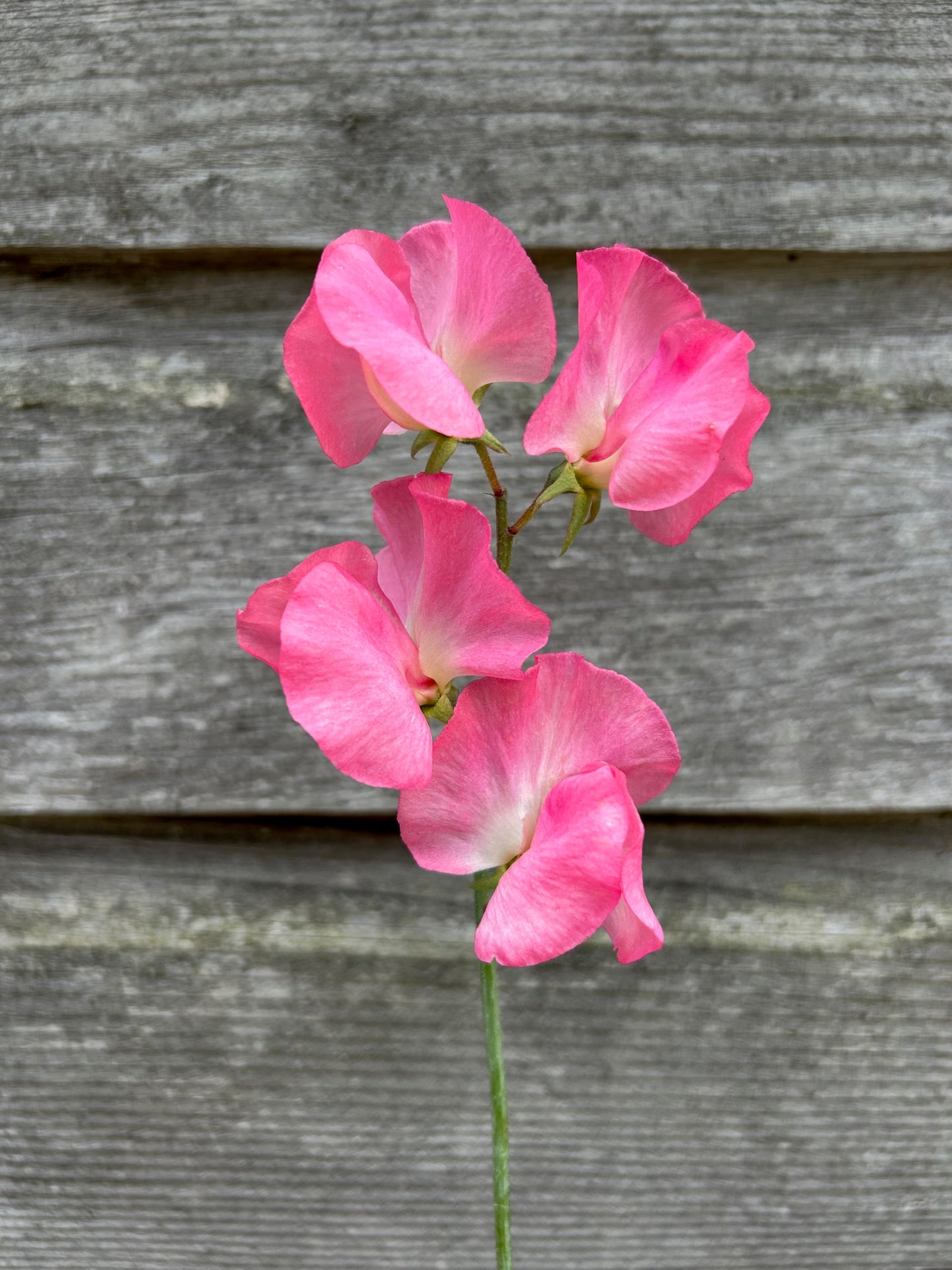 Sweet Pea - Mammoth Salmon Cream