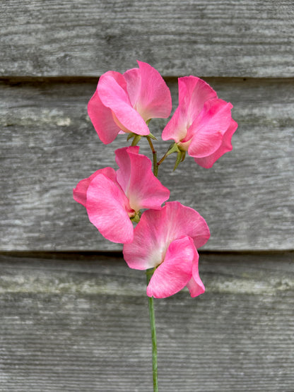 Sweet Pea - Mammoth Salmon Cream