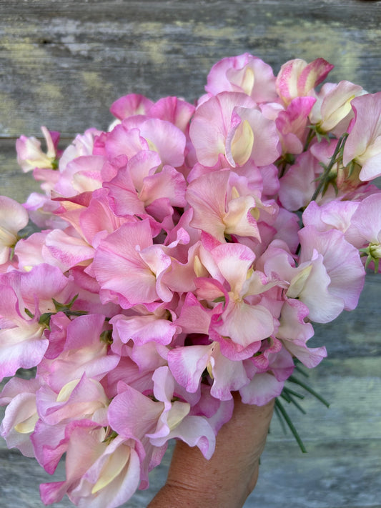 Sweet Pea - Dzintra