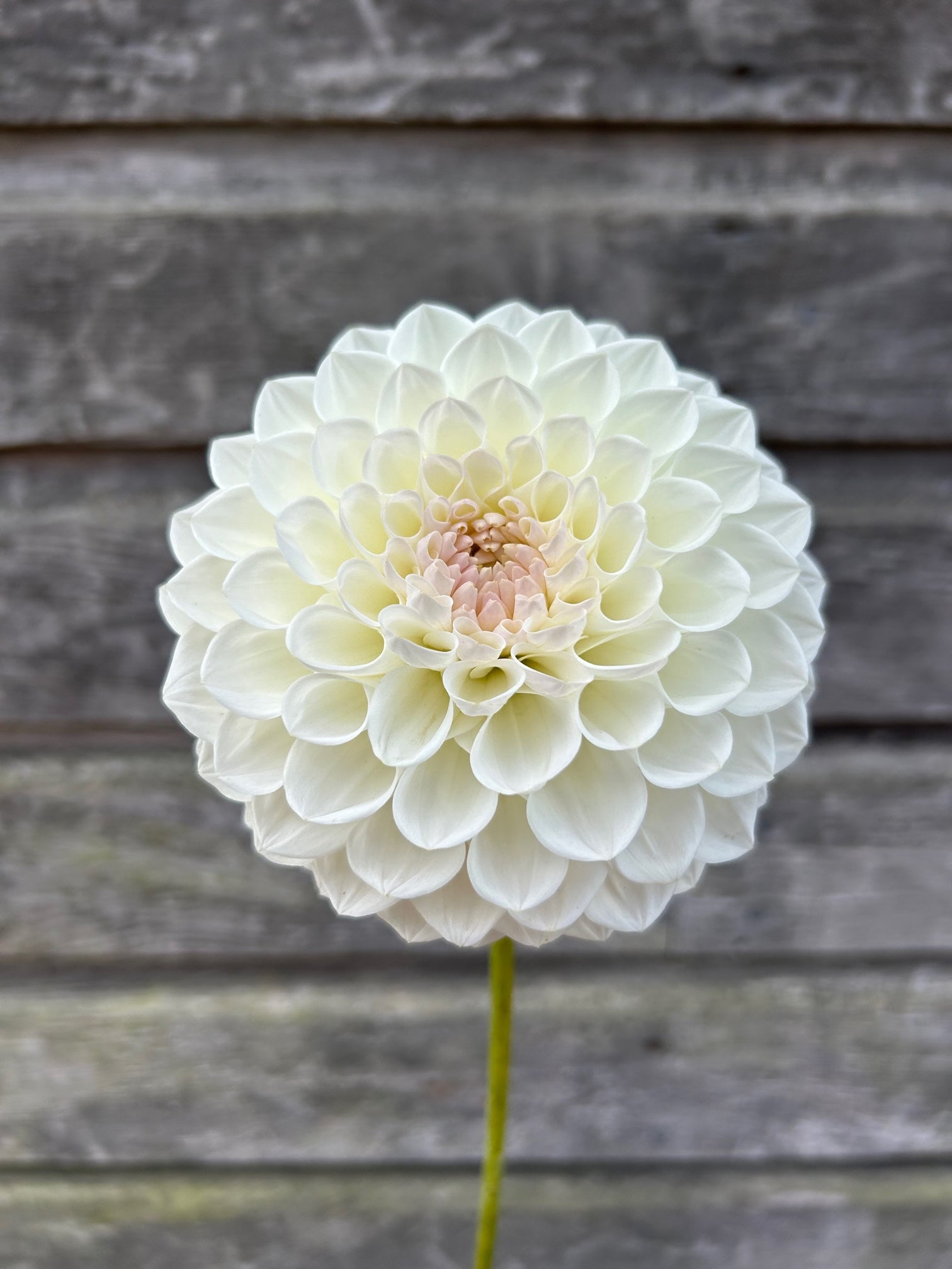Ryecroft Brenda T – The Farmhouse Flower Farm