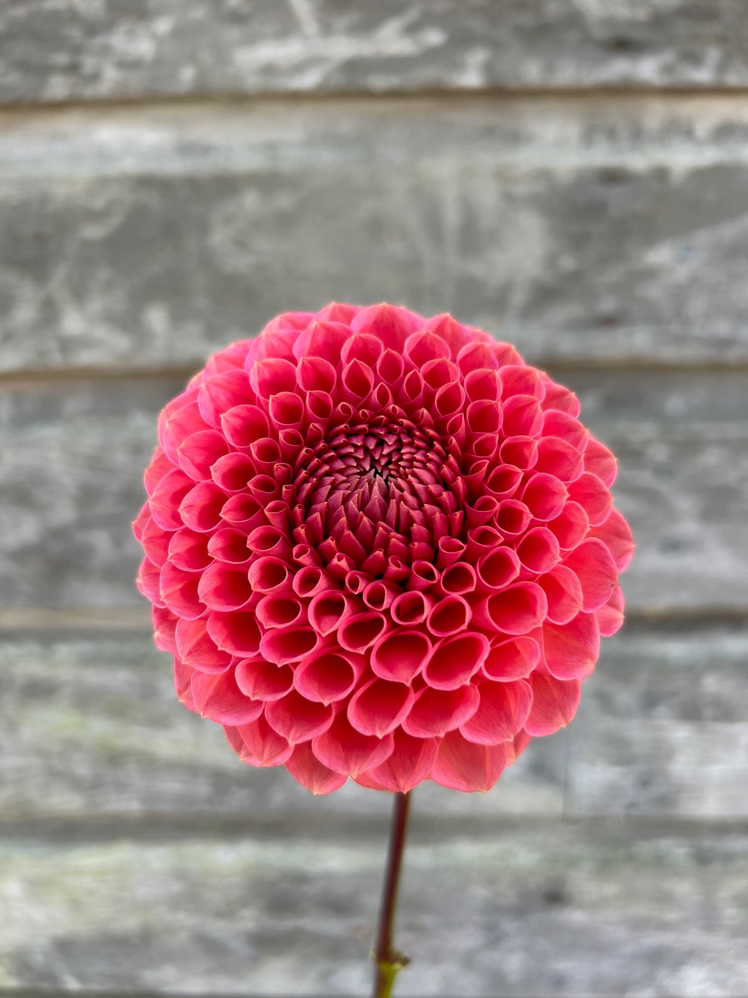 Crazy 4 Wylie Quinn – The Farmhouse Flower Farm