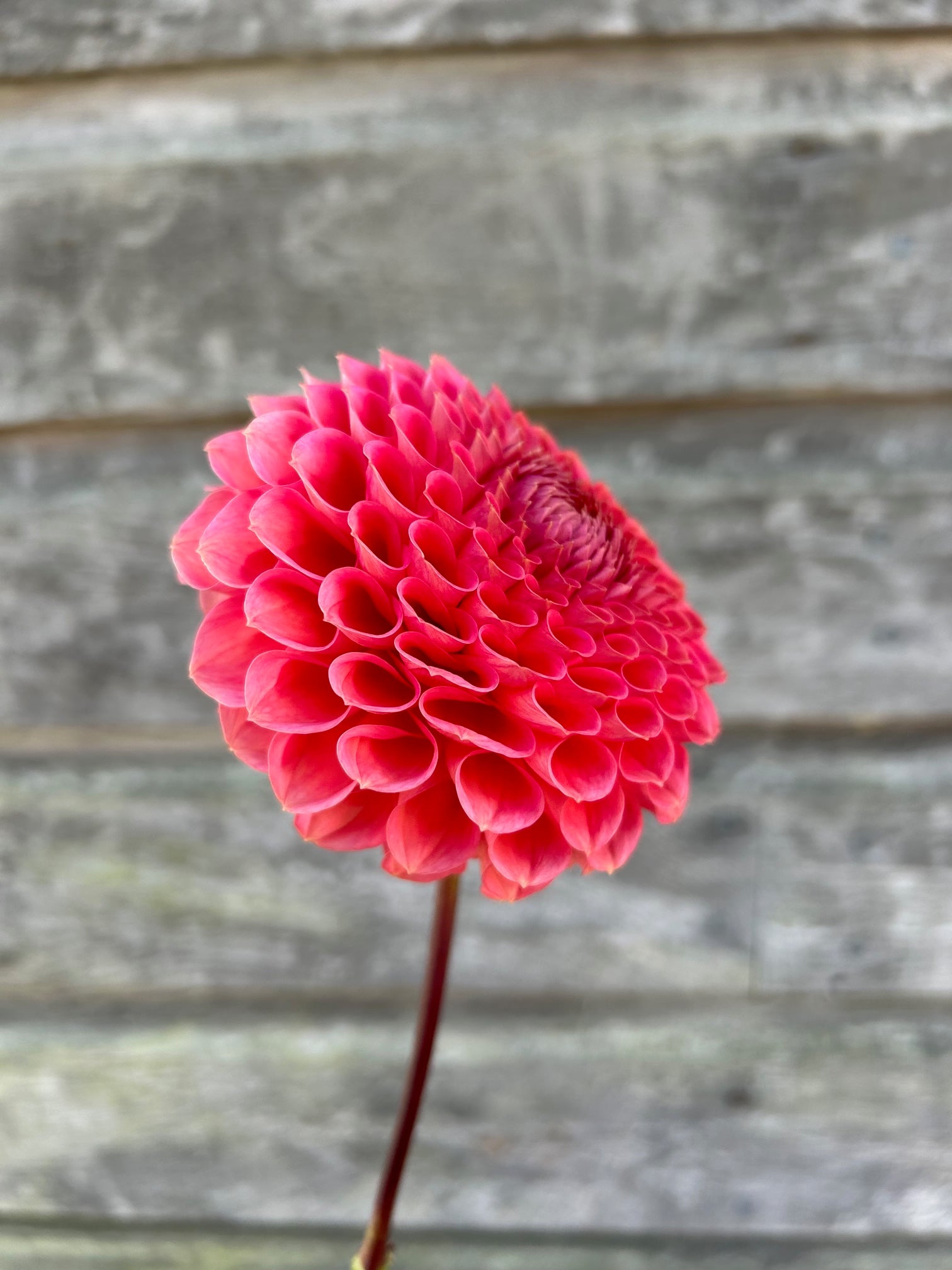 Crazy 4 Wylie Quinn – The Farmhouse Flower Farm
