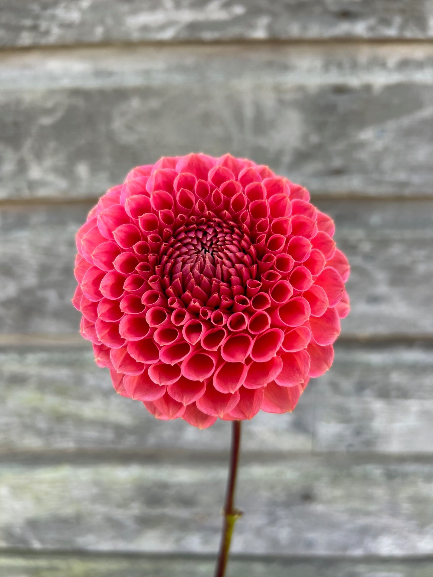 Crazy 4 Wylie Quinn – The Farmhouse Flower Farm