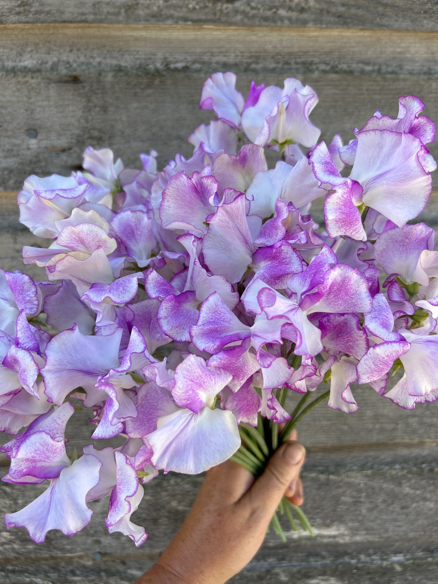 Sweet Pea - Sir Jimmy Shand