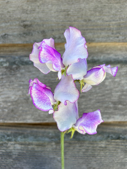 Sweet Pea - Sir Jimmy Shand