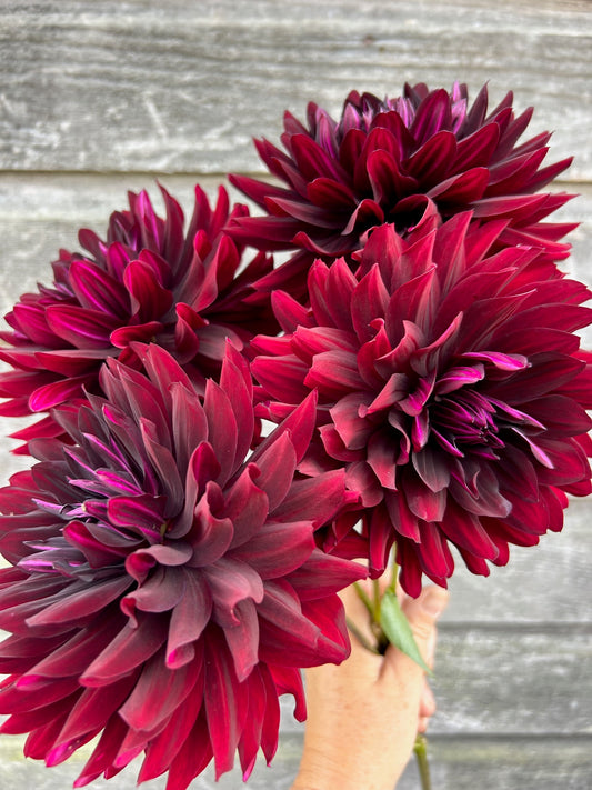 Hollyhill Black Beauty