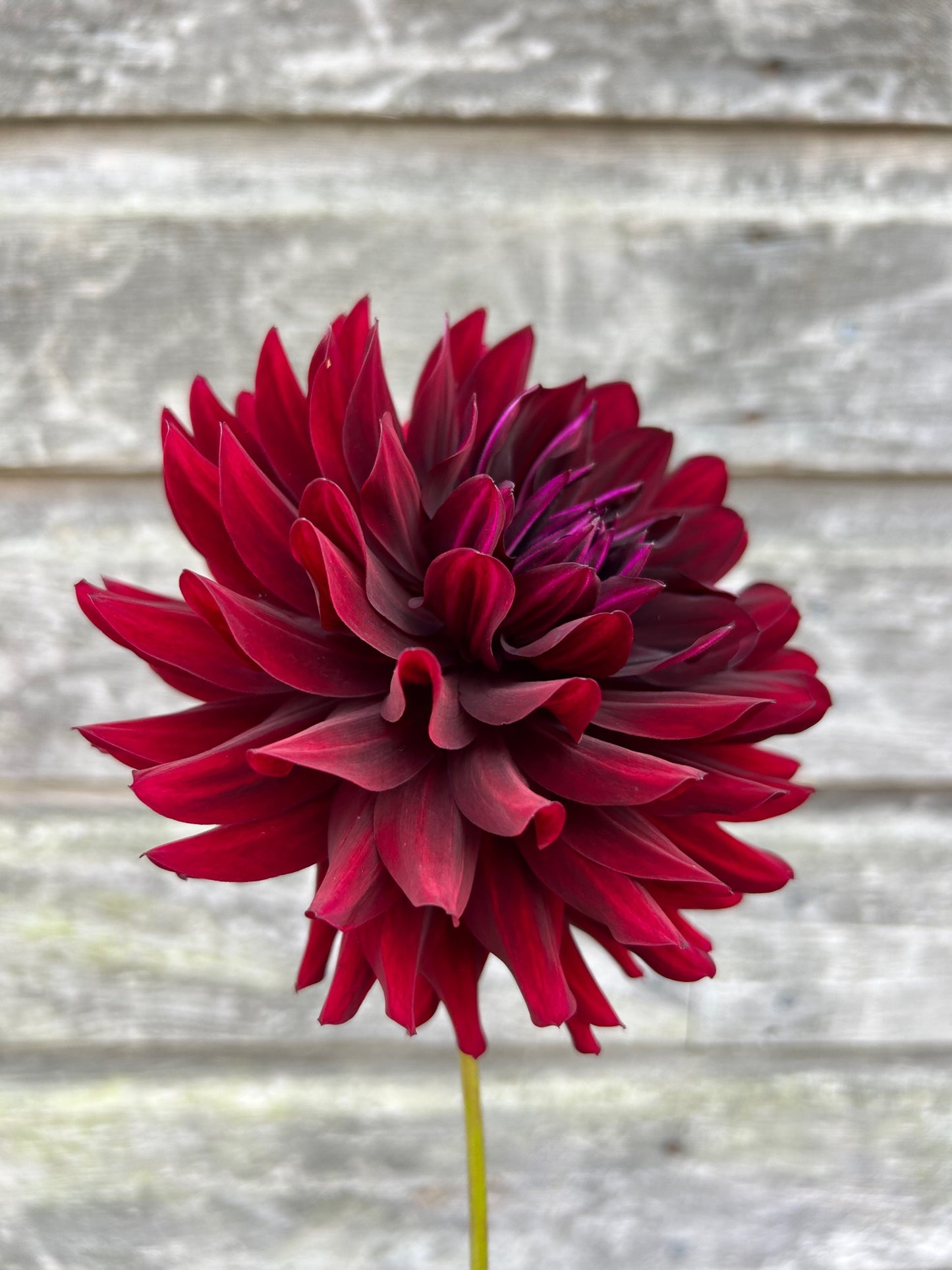 Hollyhill Black Beauty