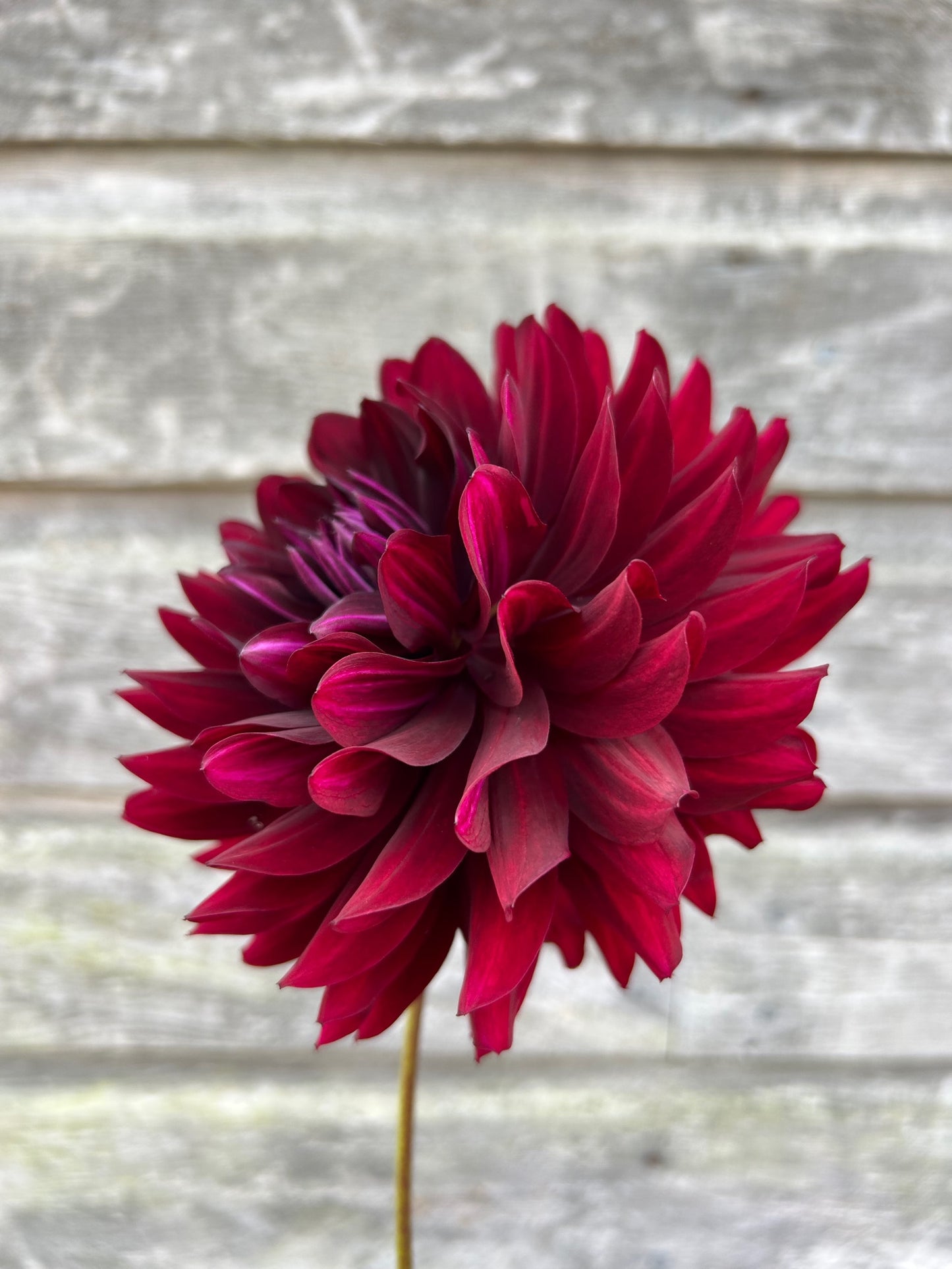 Hollyhill Black Beauty