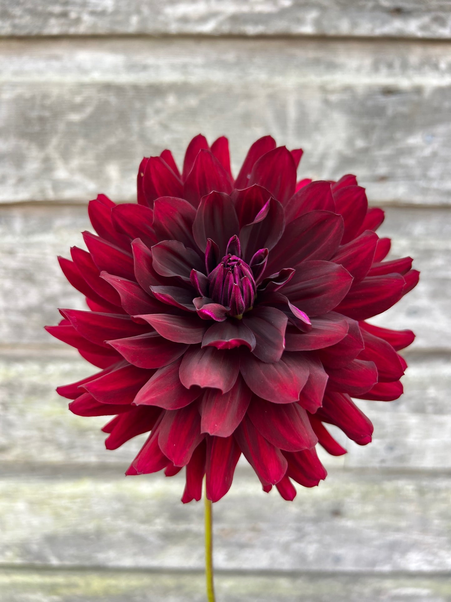 Hollyhill Black Beauty