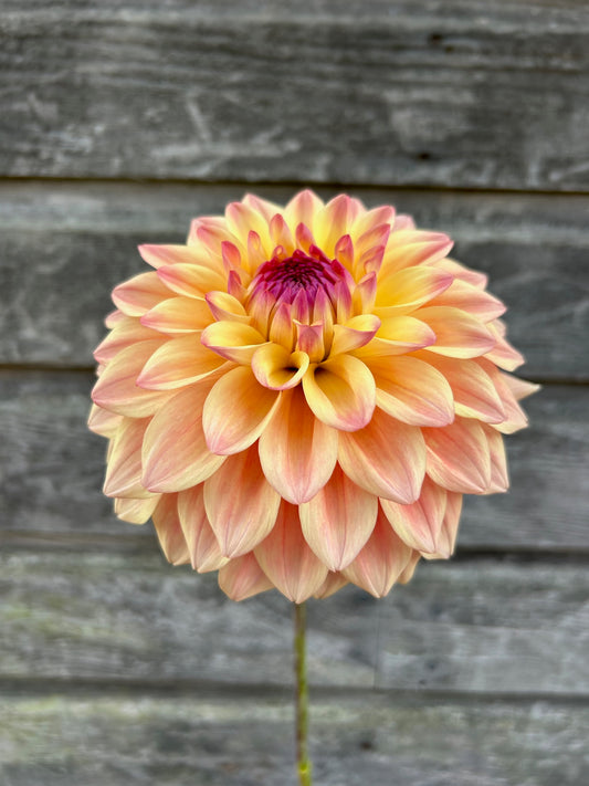 Country Charm - LIMIT 1