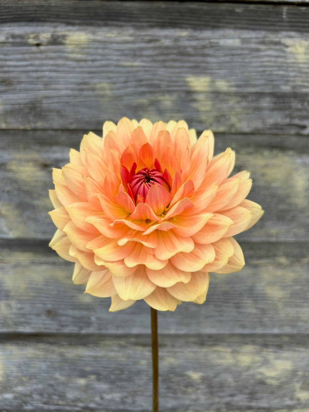Fawn - LIMIT 1 – The Farmhouse Flower Farm