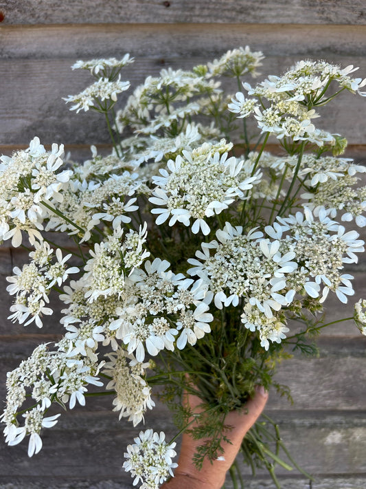 Orlaya - White Finch