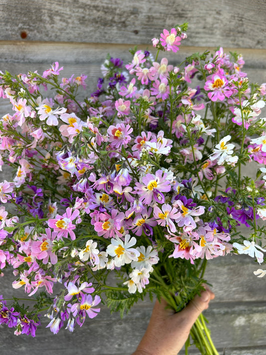 Poor Man's Orchid - Angel's Wings Mix
