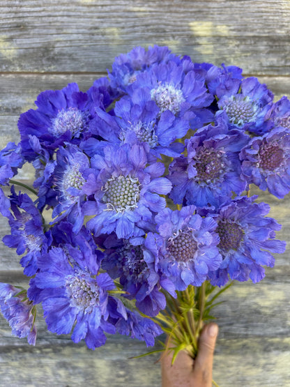 Scabiosa - Fama Blue
