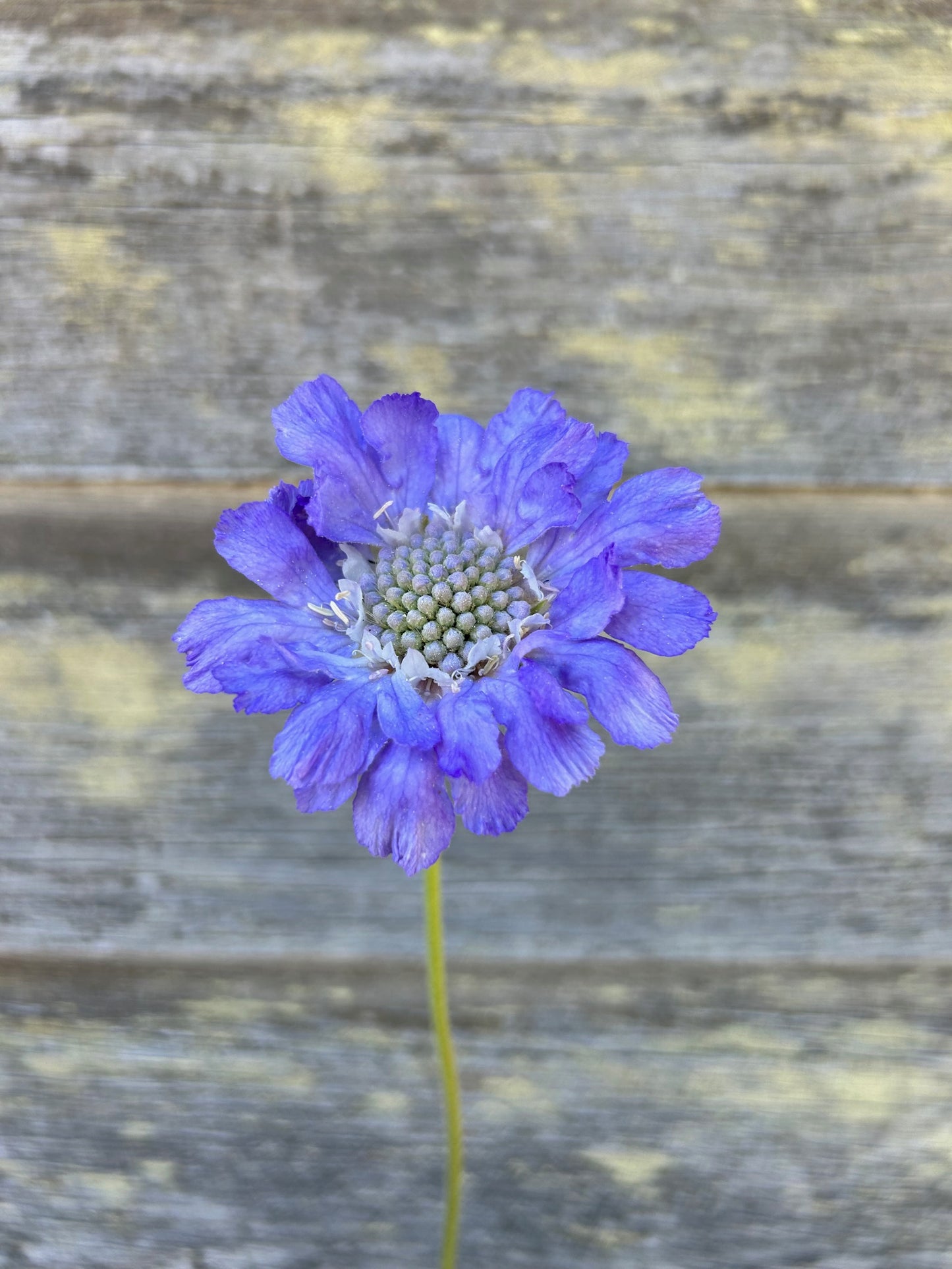 Scabiosa - Fama Blue